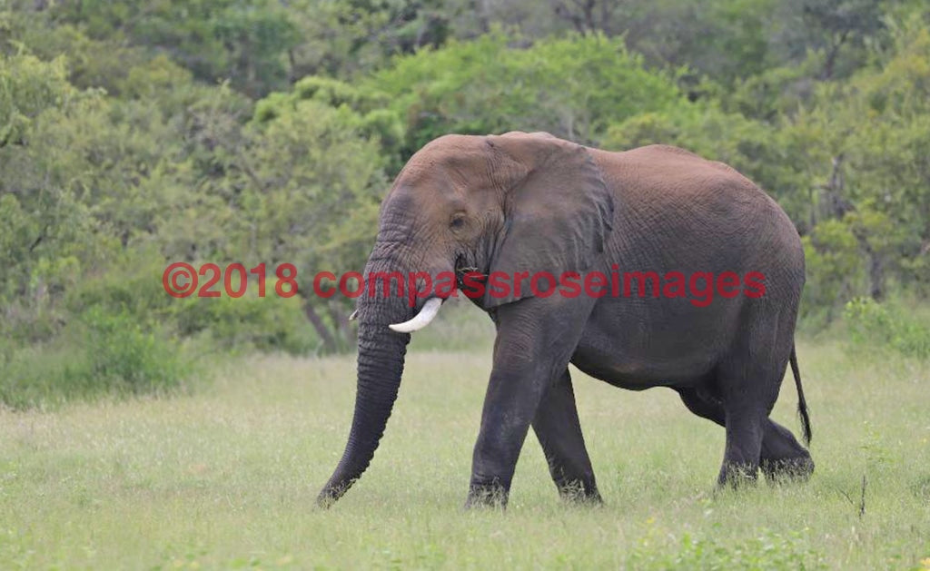 Elephant 55-Metal Metal - 8 X 10