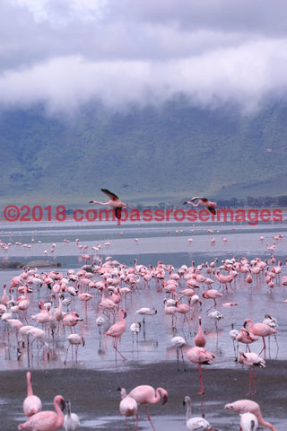 Flamingo 5 Greeting Card 8X10 Photo Print 11X14 Matted (8X10 Photo)