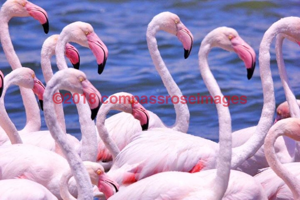 Flamingo 9 Greeting Card 8X10 Photo Print 11X14 Matted (8X10 Photo)