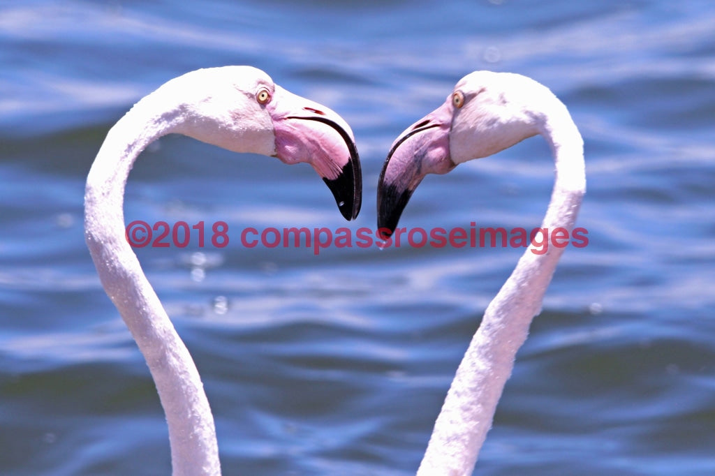 Flamingo 11 Greeting Card 8X10 Matted Print (5X7 Photo) 11X14 (8X10