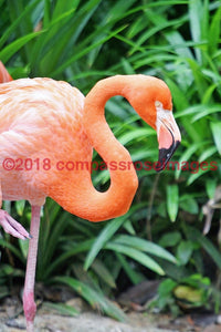 Flamingo 6 Greeting Card 8X10 Photo Print 11X14 Matted (8X10 Photo)