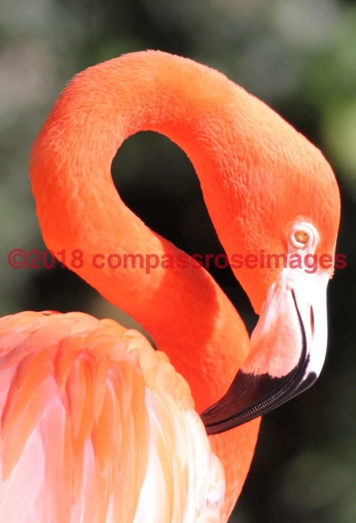 Flamingo 12 Greeting Card 8X10 Matted Print (5X7 Photo) 11X14 (8X10