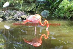Flamingo 13 Greeting Card 8X10 Matted Print (5X7 Photo) 11X14 (8X10