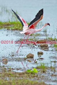 Flamingo 14 Greeting Card 8X10 Matted Print (5X7 Photo) 11X14 (8X10