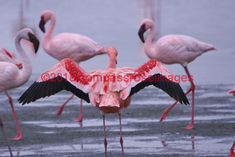 Flamingo 8 Greeting Card 8X10 Photo Print 11X14 Matted (8X10 Photo)