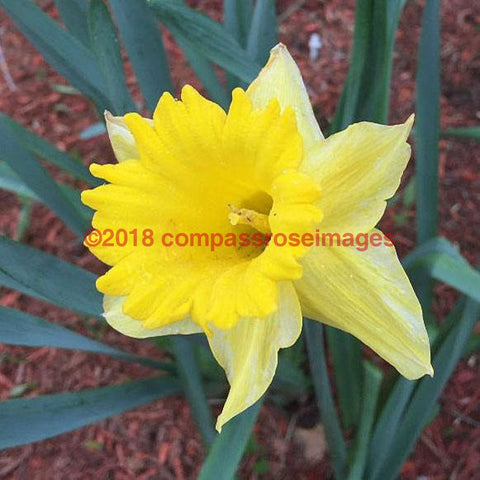 Daffodil 2-Tiles