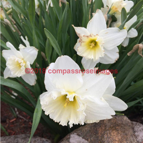 Daffodil 1-Tiles
