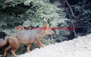 Fox 2 Greeting Card 8X10 Photo Print 11X14 Matted (8X10 Photo)