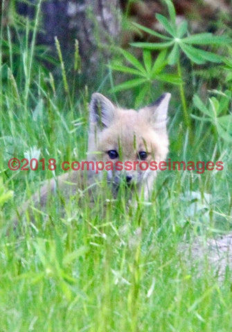 Fox 3 Greeting Card 8X10 Photo Print 11X14 Matted (8X10 Photo)