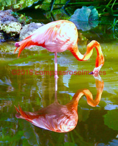 Flamingo 13-Canvas Canvas-10 X 10 Canvas