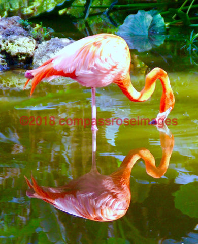 Flamingo 13-Canvas Canvas-10 X 10 Canvas