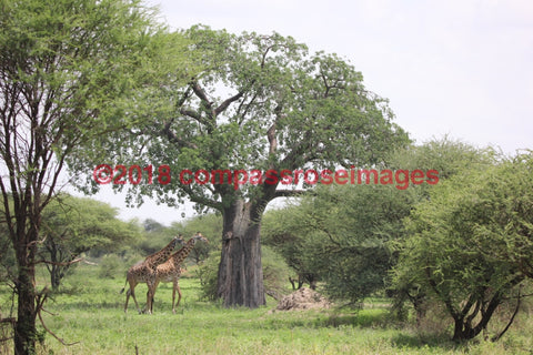 Giraffe 32 Greeting Card 8X10 Photo Print 11X14 Matted (8X10 Photo)