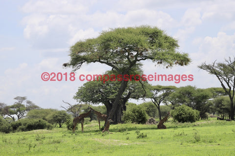 Giraffe 33 Greeting Card 8X10 Photo Print 11X14 Matted (8X10 Photo)