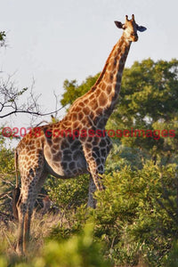 Giraffe 39 Greeting Card 8X10 Photo Print 11X14 Matted (8X10 Photo)