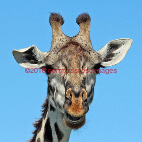 Giraffe 31-Canvas Canvas-10 X 10 Canvas