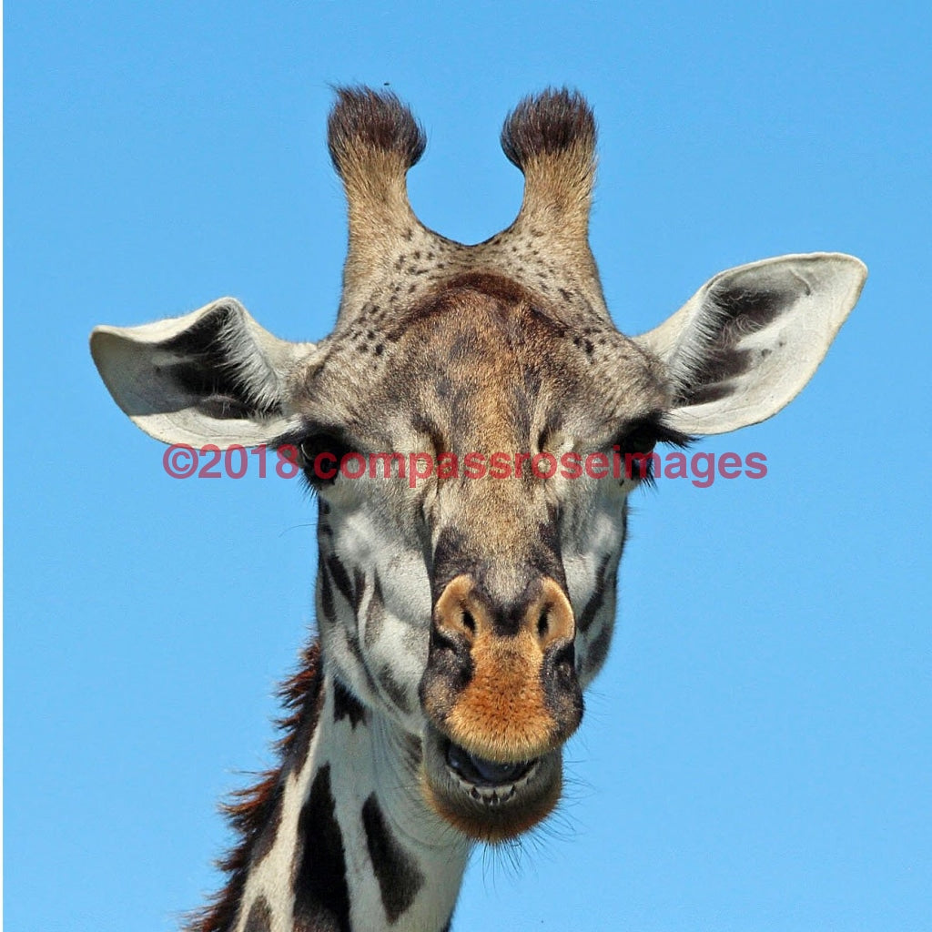 Giraffe 31 Greeting Card 8X10 Photo Print 11X14 Matted (8X10 Photo)