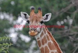 Giraffe 45 Greeting Card 8X10 Photo Print 11X14 Matted (8X10 Photo)