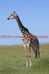 Giraffe 38 Greeting Card 8X10 Photo Print 11X14 Matted (8X10 Photo)