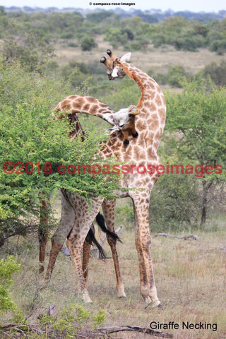 Giraffe 30 Greeting Card 8X10 Photo Print 11X14 Matted (8X10 Photo)