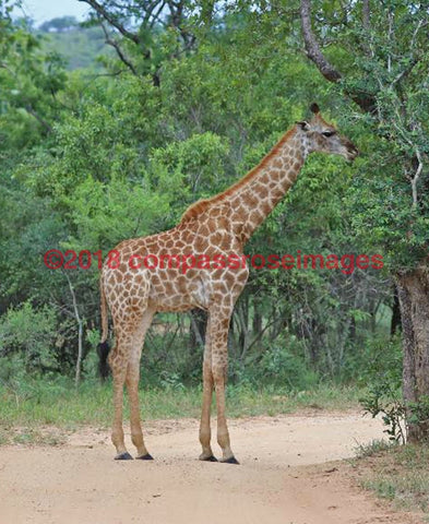 Giraffe 43 Greeting Card 8X10 Photo Print 11X14 Matted (8X10 Photo)