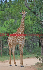 Giraffe 44 Greeting Card 8X10 Photo Print 11X14 Matted (8X10 Photo)