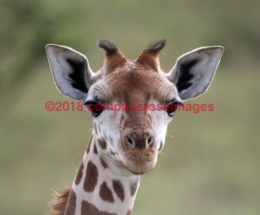 Giraffe 19 Greeting Card 8X10 Photo Print 11X14 Matted (8X10 Photo)