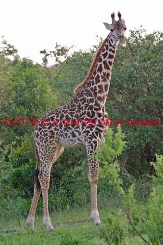Giraffe 1 Greeting Card 8X10 Photo Print 11X14 Matted (8X10 Photo)