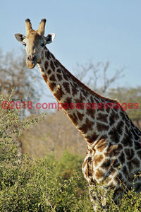 Giraffe 10 Greeting Card 8X10 Photo Print 11X14 Matted (8X10 Photo)