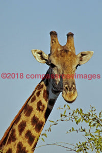 Giraffe 11 Greeting Card 8X10 Photo Print 11X14 Matted (8X10 Photo)