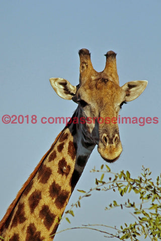 Giraffe 11 Greeting Card 8X10 Photo Print 11X14 Matted (8X10 Photo)