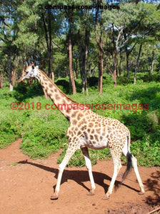 Giraffe 22 Greeting Card 8X10 Photo Print 11X14 Matted (8X10 Photo)