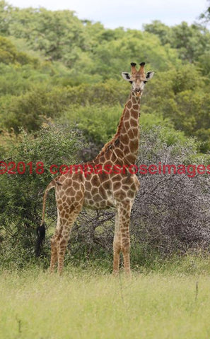 Giraffe 41 Greeting Card 8X10 Photo Print 11X14 Matted (8X10 Photo)