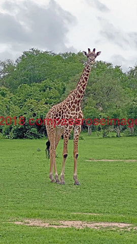 Giraffe 59
