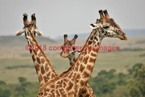 Giraffe 8 Greeting Card 8X10 Photo Print 11X14 Matted (8X10 Photo)