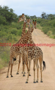 Giraffe 42 Greeting Card 8X10 Photo Print 11X14 Matted (8X10 Photo)