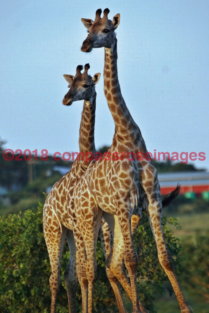 Giraffe 5-Metal Metal - 8 X 10