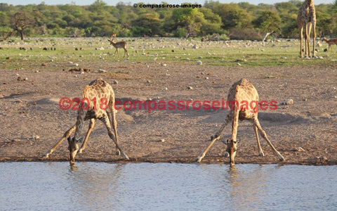 Giraffe 28 Greeting Card 8X10 Photo Print 11X14 Matted (8X10 Photo)