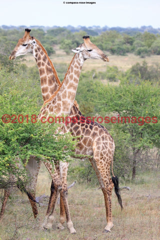 Giraffe 29 Greeting Card 8X10 Photo Print 11X14 Matted (8X10 Photo)