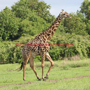 Giraffe 57-Tiles