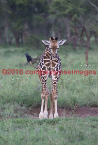 Giraffe 35 Greeting Card 8X10 Photo Print 11X14 Matted (8X10 Photo)