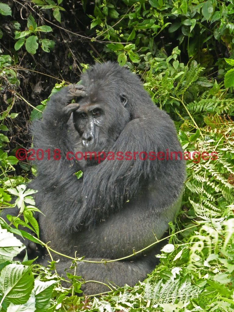 Gorilla 4 Greeting Card 8X10 Matted Print (5X7 Photo) 11X14 (8X10