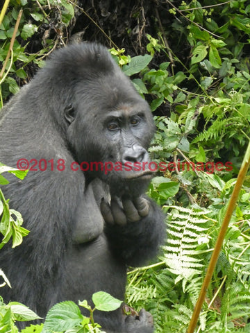 Gorilla 5 Greeting Card 8X10 Matted Print (5X7 Photo) 11X14 (8X10