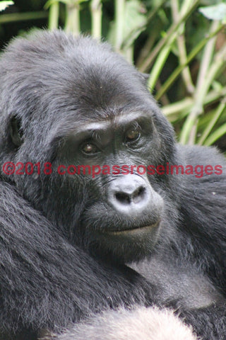 Gorilla 6 Greeting Card 8X10 Matted Print (5X7 Photo) 11X14 (8X10