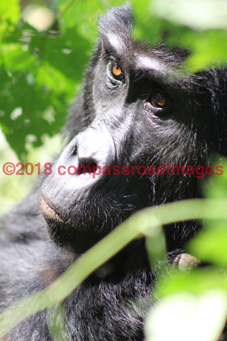 Gorilla 9 Greeting Card 8X10 Matted Print (5X7 Photo) 11X14 (8X10