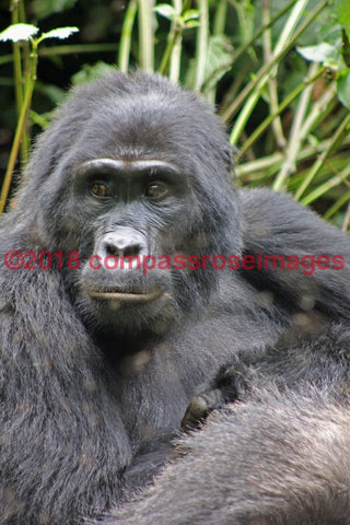 Gorilla 8 Greeting Card 8X10 Matted Print (5X7 Photo) 11X14 (8X10