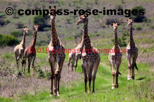 Giraffe 14 Greeting Card 8X10 Photo Print 11X14 Matted (8X10 Photo)