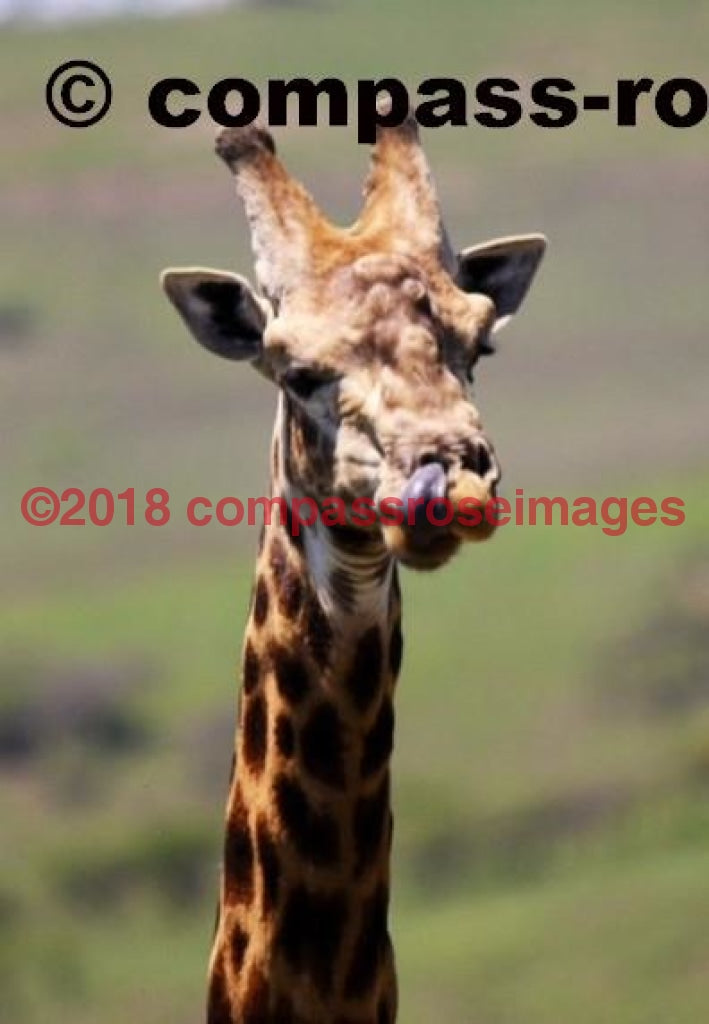 Giraffe 15 Greeting Card 8X10 Photo Print 11X14 Matted (8X10 Photo)