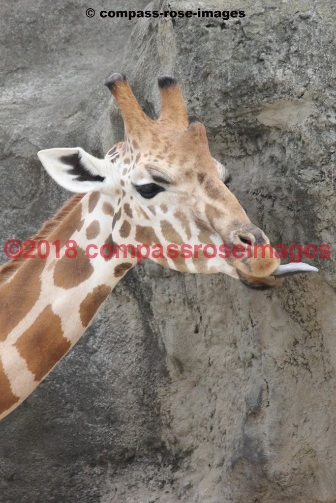 Giraffe 16 Greeting Card 8X10 Photo Print 11X14 Matted (8X10 Photo)
