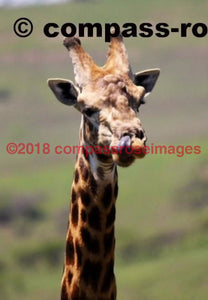 Giraffe 15 Greeting Card 8X10 Photo Print 11X14 Matted (8X10 Photo)