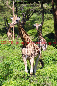 Giraffe 17 Greeting Card 8X10 Photo Print 11X14 Matted (8X10 Photo)